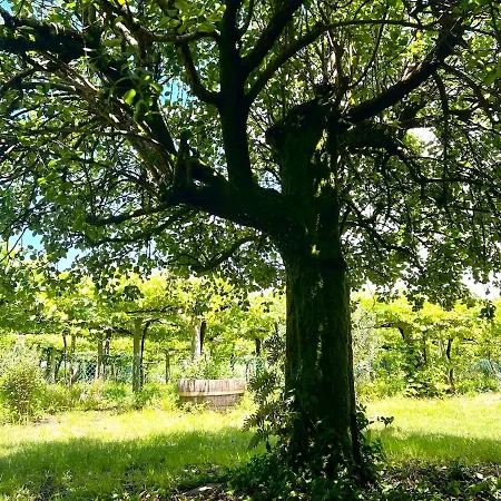 Hébergement de vacances Casa Con Vinedos, A 5min De La Playa *
