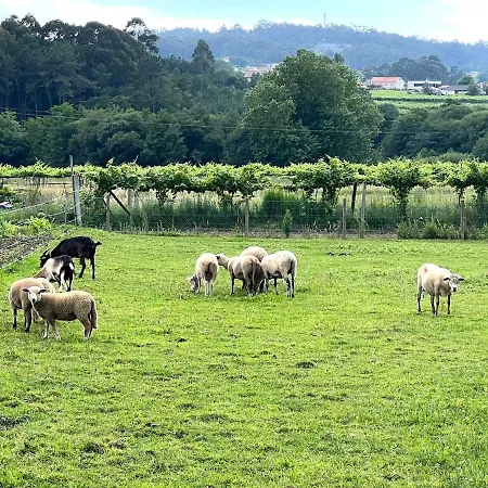 Casa Con Vinedos, A 5min De La Playa Hébergement de vacances Sanxenxo